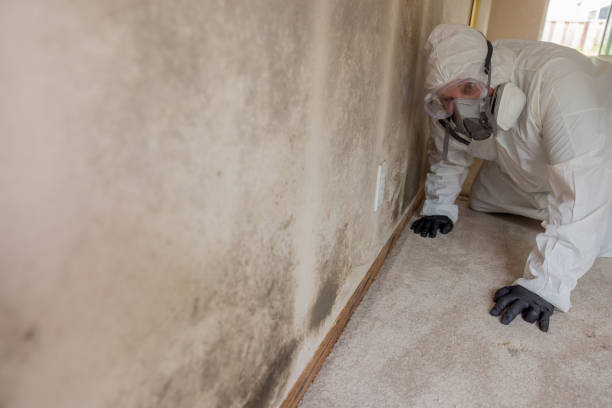 Mold Removal for HVAC Installations